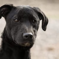 BRIDGET (Maria), chienne à adopter