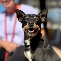 PUZZLE (Maria), chien à adopter