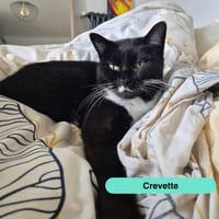 Crevette, chatte à adopter