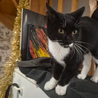 Mozart, chat à adopter