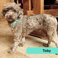 Toby, chien à adopter