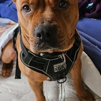 Mora, chienne à adopter