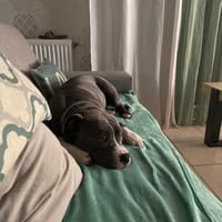 ALTO, chien à adopter