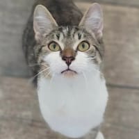 Azkaban, chat à adopter