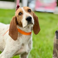 MARLEY, chien à adopter