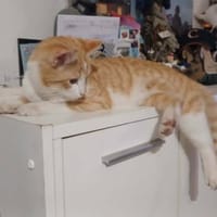 AMIRAL, chat à adopter