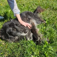 MAYA, chienne à adopter