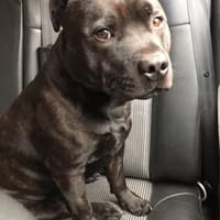 SAM, chien à adopter