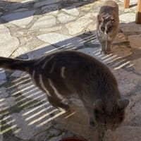 MIMINE et RAZMOKET, chatte à adopter