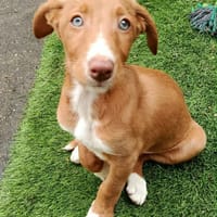 BAMBU, adorable chiot podenco, chien à adopter
