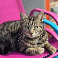 miumiu, chatte à adopter