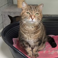 RUBIS, chatte à adopter