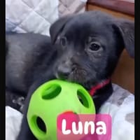 Luna, chienne à adopter