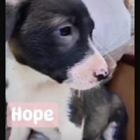 Hope, chienne à adopter