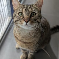 VALMY, chat à adopter