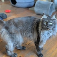 PRINCESSE, chatte à adopter