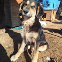 Alex, chien à adopter