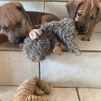 Jules et Jim, chien à adopter