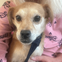 Geoffrey, dog to adopt