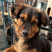 Sherman, dog to adopt