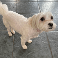 Ruby, female dog to adopt