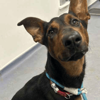 Daphne, female dog to adopt