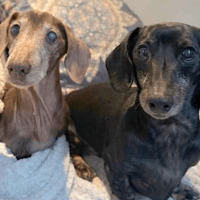 Freddie and Frankie, dog to adopt