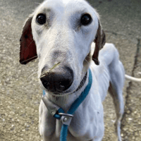 Lady Sadie, female dog to adopt