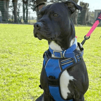 Django, dog to adopt