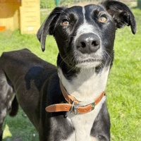 Nigel, dog to adopt