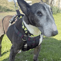 Sparky, female dog to adopt