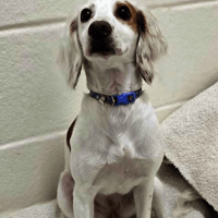 Luna, female dog to adopt