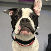 Dave, dog to adopt