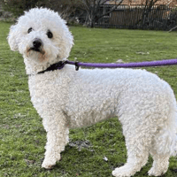 Sunshine, female dog to adopt