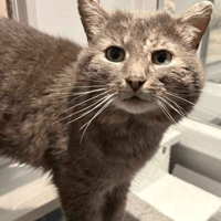 Joe, cat to adopt