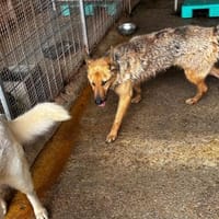 Franca, Hündin zur Adoption