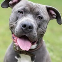 Ragnar, Hund zur Adoption