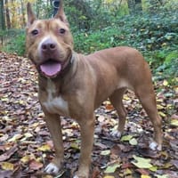 Bella, Hündin zur Adoption