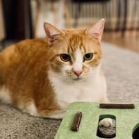 PIXI, der hübsche Katzenmann, Kater zur Adoption