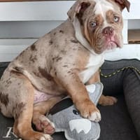 OEB Rüde sucht tolles Zuhause, Hund zur Adoption