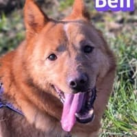 Vermittlungshilfe Ben; Unternesselbach, Hund zur Adoption