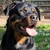 Ares, Hund zur Adoption