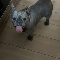 Stella-Szofi PP Frenchie sunshine dog, Hündin zur Adoption