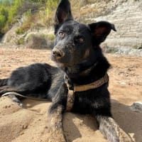 Jago 💝, Hund zur Adoption