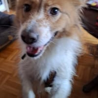 Vermittlungshilfe Kasya; 91463 Altheim, Hündin zur Adoption