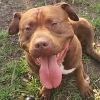 Bobby, Hund zur Adoption