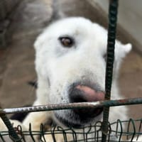 Mia, Hündin zur Adoption