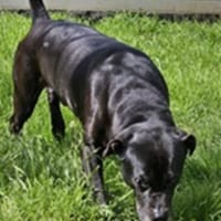 Odin, besonderer Hund!, Hund zur Adoption