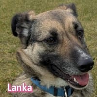 Vermittlungshilfe Lanka; Dossenheim, Hündin zur Adoption