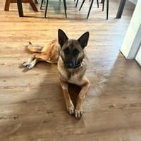 Athena - traumhafte Mali Hündin, Hündin zur Adoption